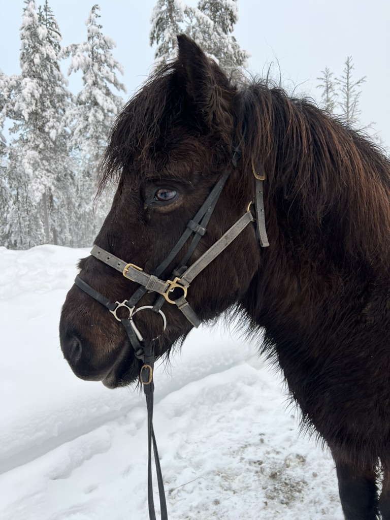 Winterse paardentocht Lapland | Paardrijden door Sneeuw - Crystal Times Adventures