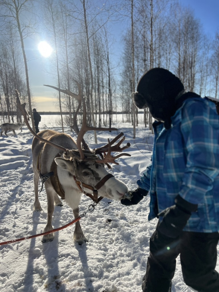 Rendier safari 01