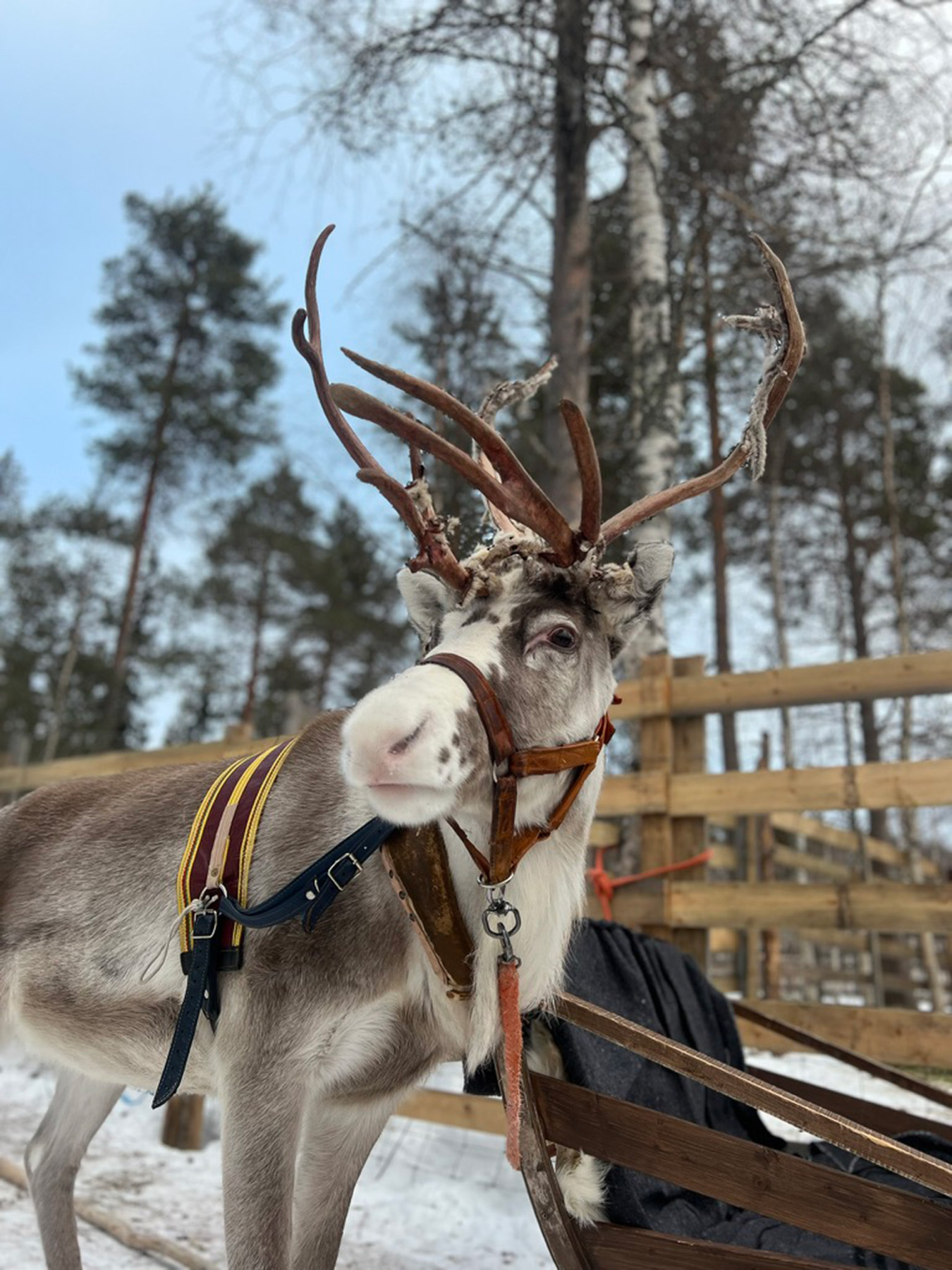 Rendier-safari Lapland | Unieke Winterervaring - Crystal Times Adventures