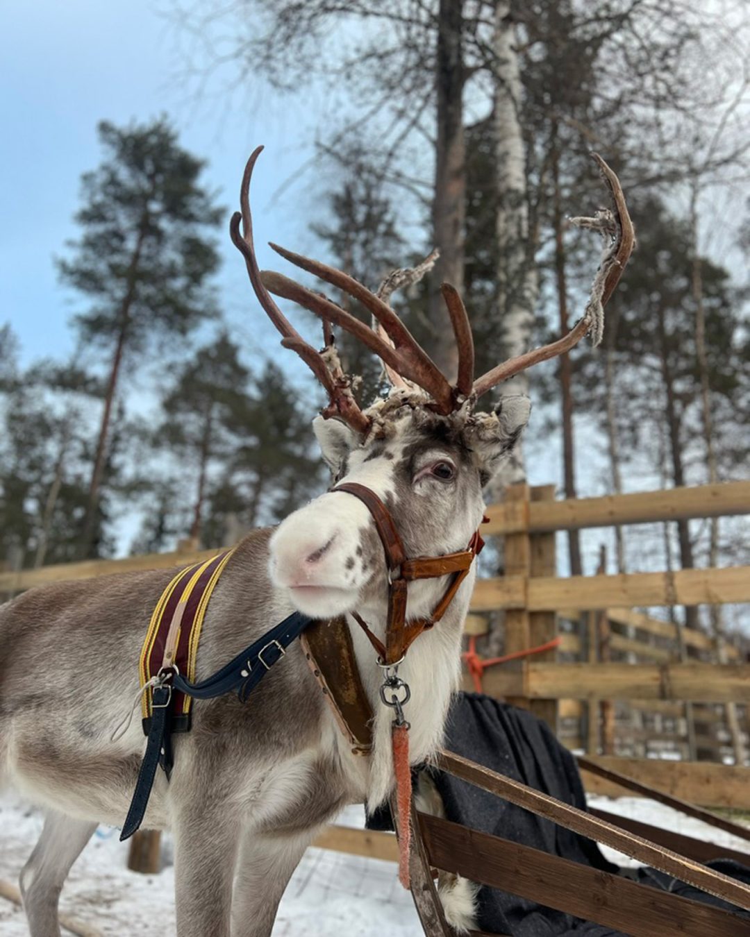 Rendier-safari Lapland | Unieke Winterervaring - Crystal Times Adventures